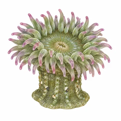 Anthopleura elegantissima