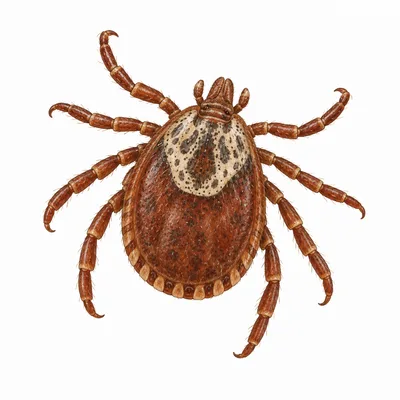 American Dog Tick