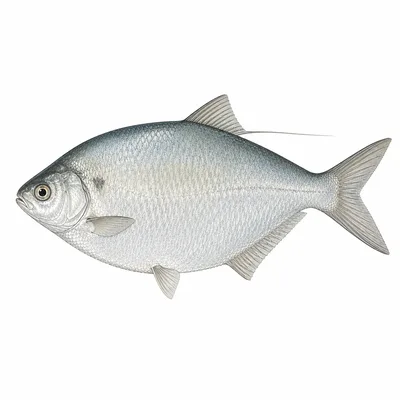 American Gizzard Shad