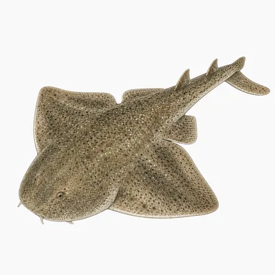 Angelshark