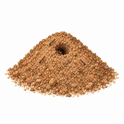 anthill