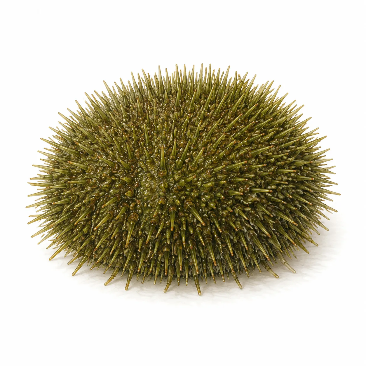 Arctic green sea urchin