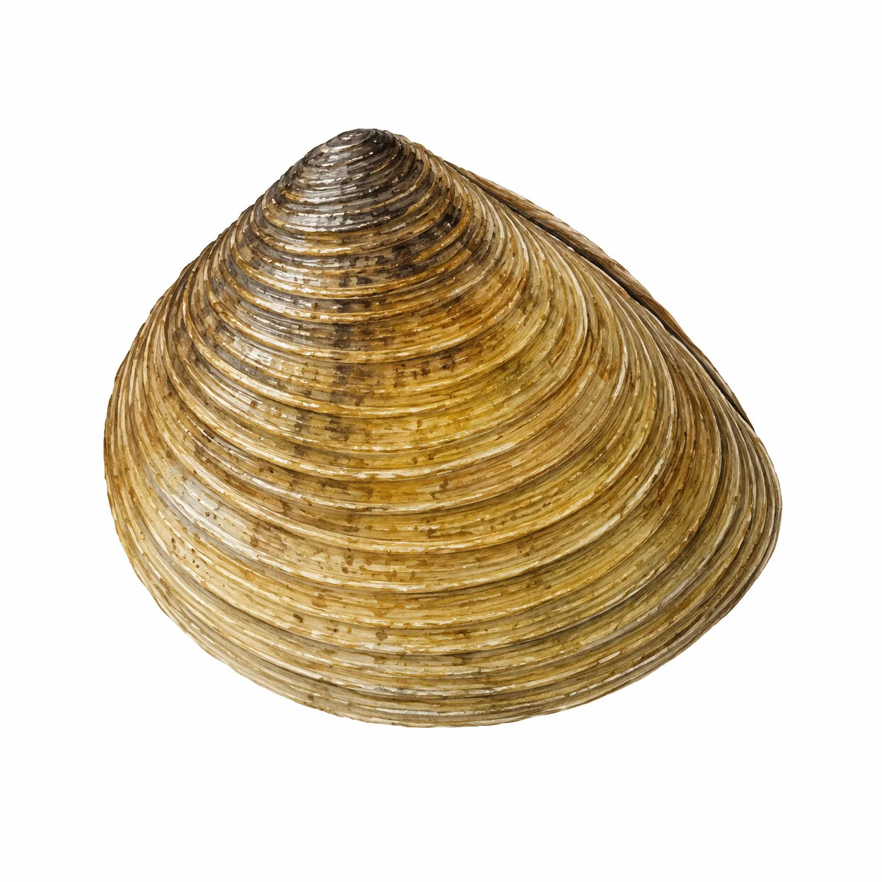 Asian Clam