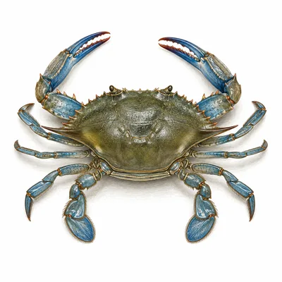Atlantic blue crab
