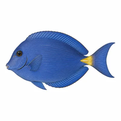 Atlantic Blue Tang