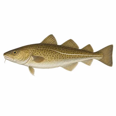 Atlantic cod