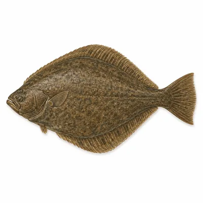 Atlantic halibut