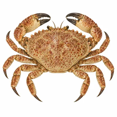 Cancer irroratus