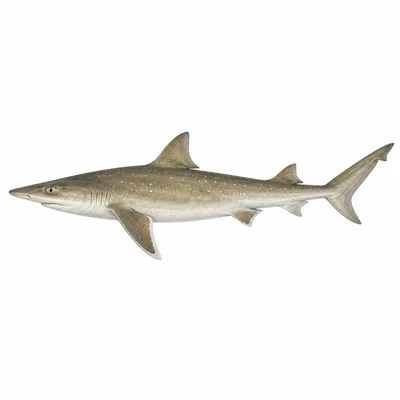 Atlantic Sharpnose Shark