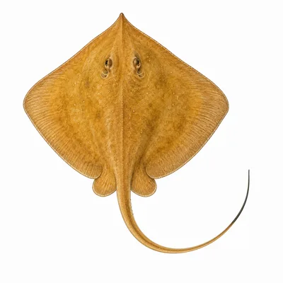 Atlantic Stingray