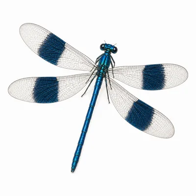 Calopteryx splendens