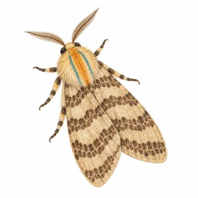 halysidote du pommier