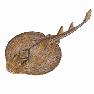 Banjo Ray