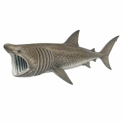Basking Shark