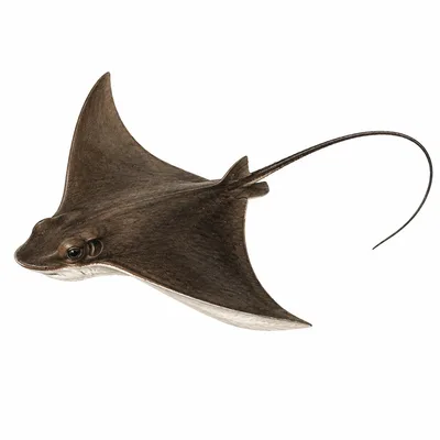 Bat Ray