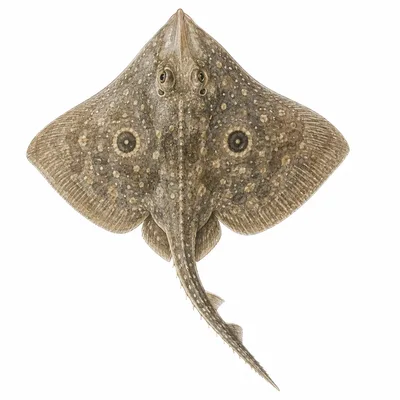 Big Skate