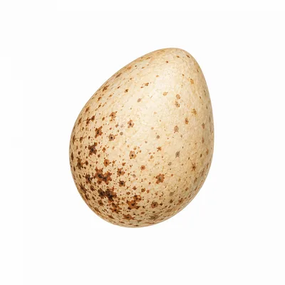 bird egg