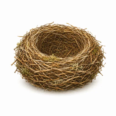nest