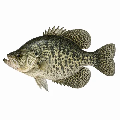 Black Crappie
