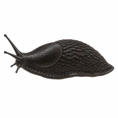 Black Slug
