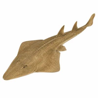 Blackchin Guitarfish