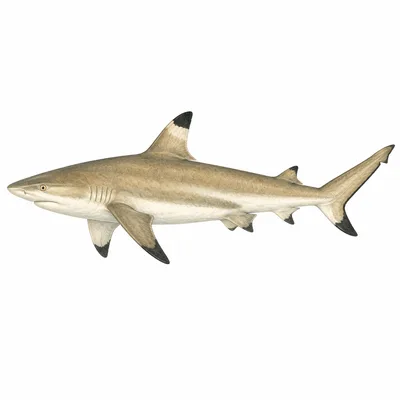 Blacktip Reef Shark