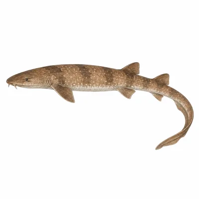 Blind Shark