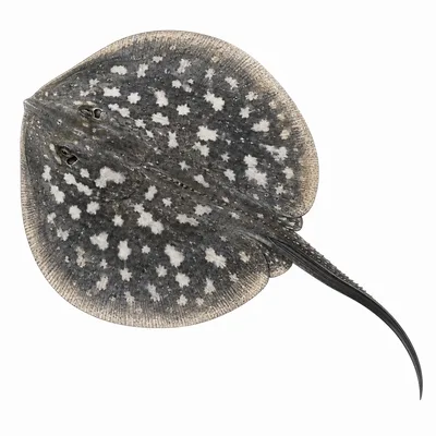 Pastenague à taches noires