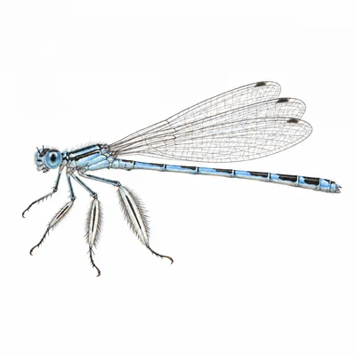 Platycnemis pennipes