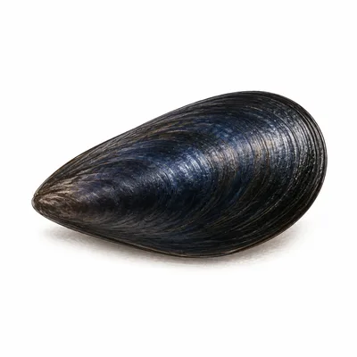 Blue mussel