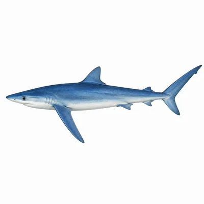 Blue Shark