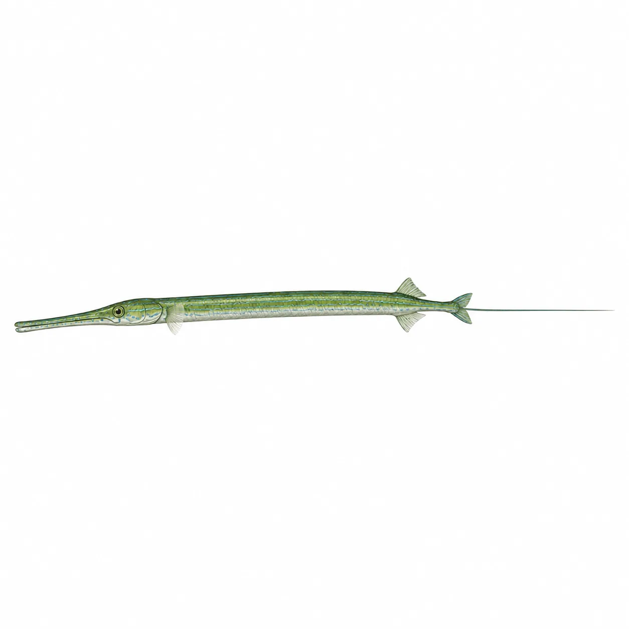 Glatter Flötenfisch