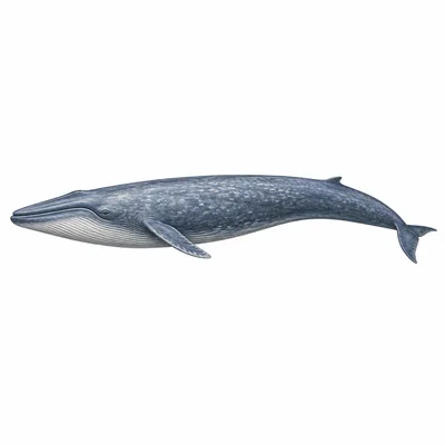 blue whale