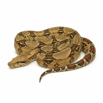 boa constrictor