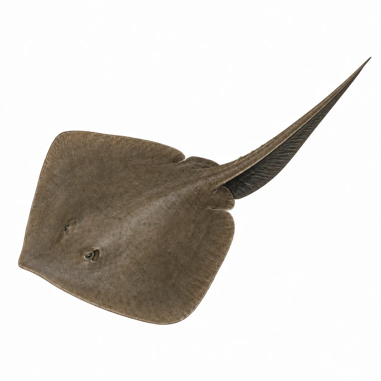 Breiter Federschwanzrochen