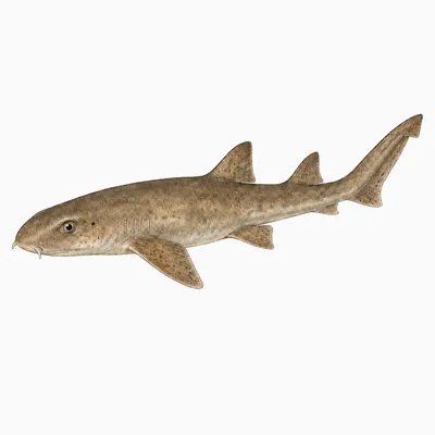 Brown-banded Bamboo Shark