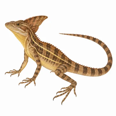Brown Basilisk