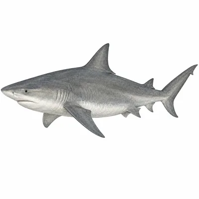 Bull Shark