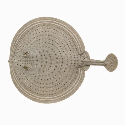 Urobatis concentricus