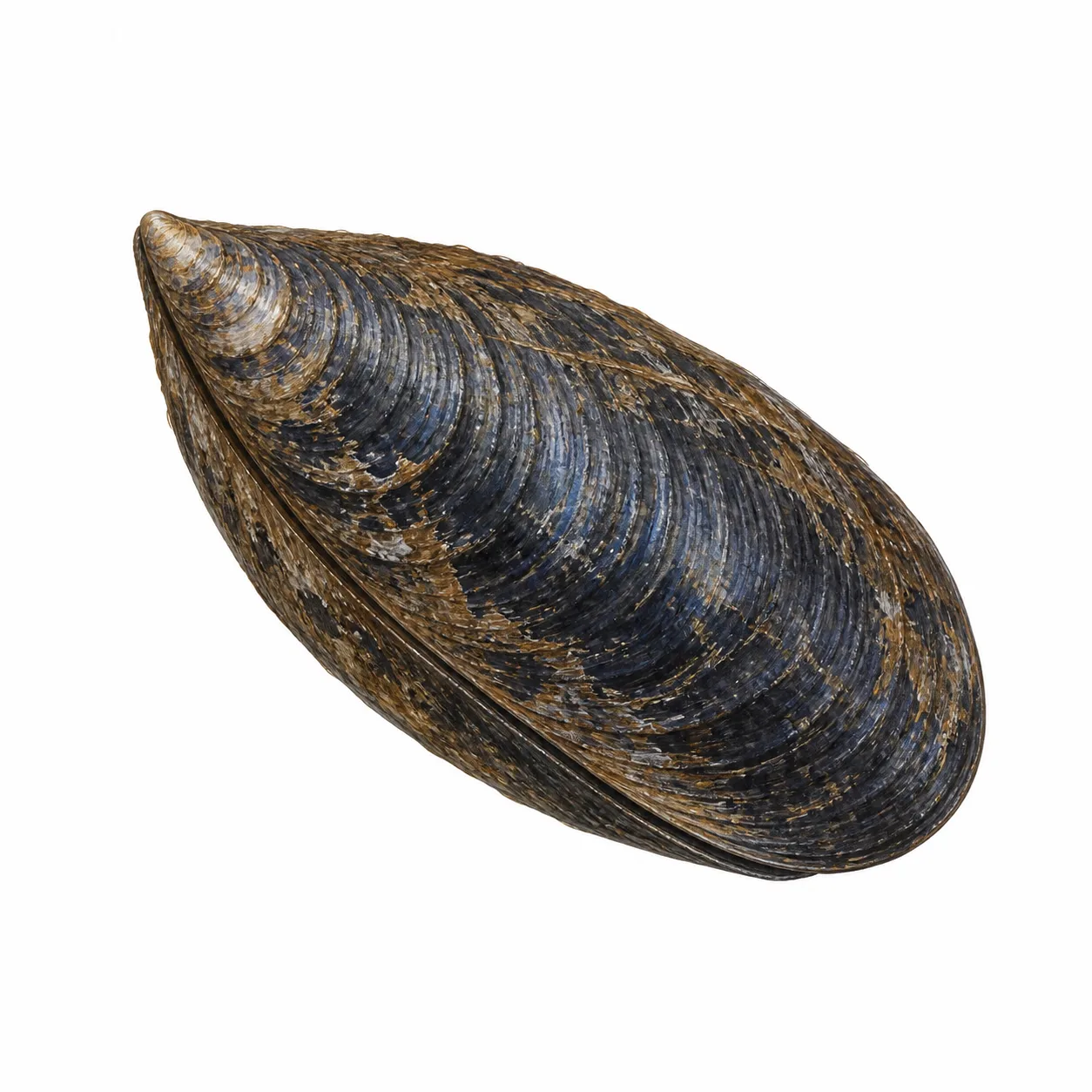 Mejillón de California