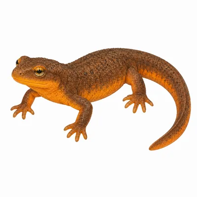 California Newt