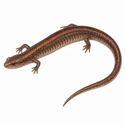 California Slender Salamander