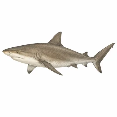 Caribbean Reef Shark