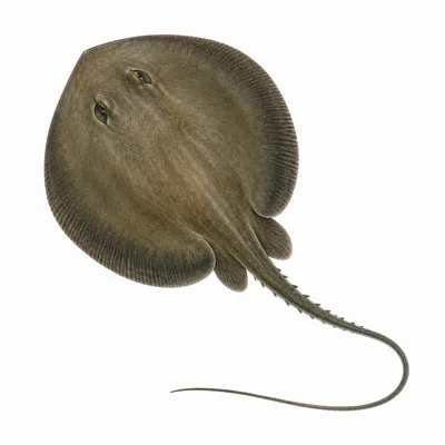 Pastenague chupare