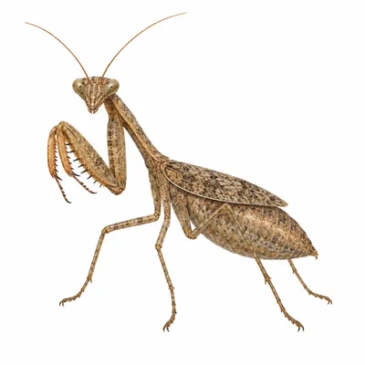 Mante de Caroline