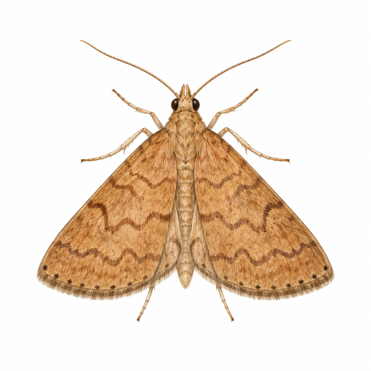 Udea rubigalis