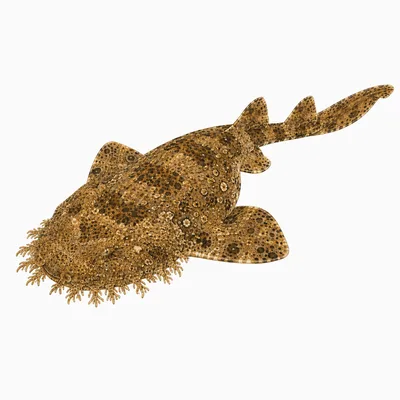 Cobbler Wobbegong