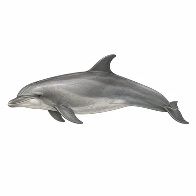 dolphin