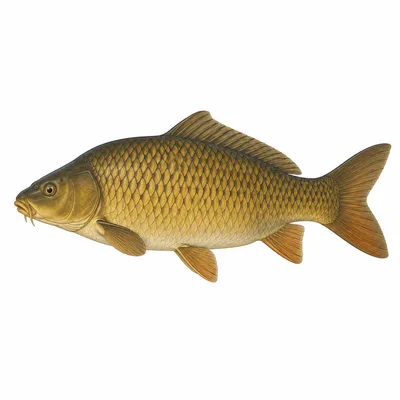 Karpfen