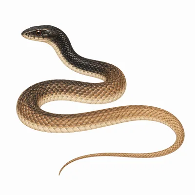 Common Coachwhip